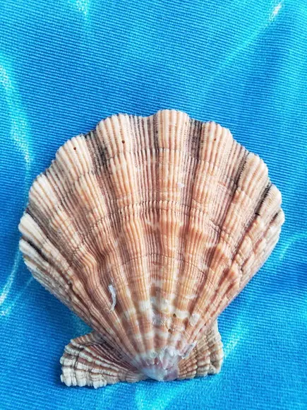 Shell concha do mar cod 03