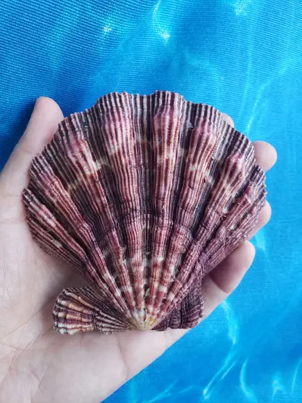 Shell concha do mar cod 01
