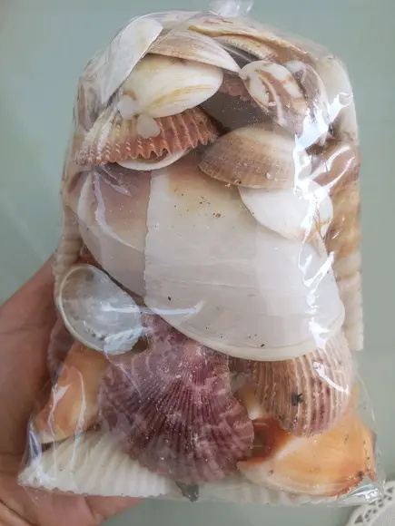 Saco de Conchas do Mar P