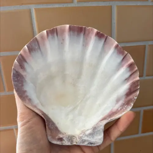 Shell Concha do Mar Cod 2