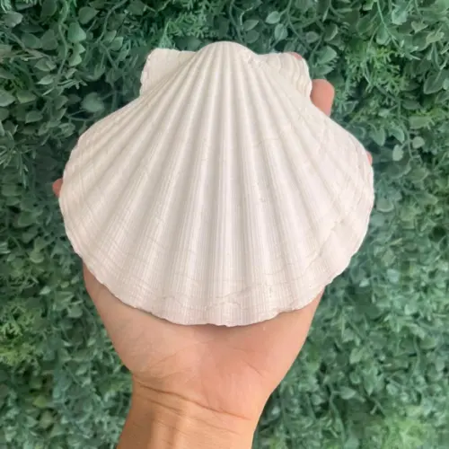 Shell Concha do Mar Cod 10