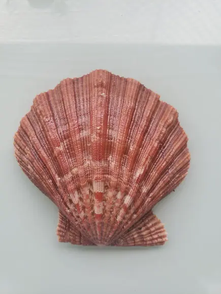 Shell concha do mar cod 21
