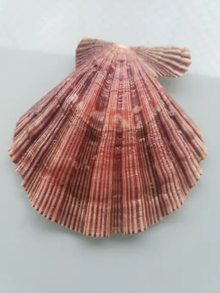 Shell concha do mar cod 22
