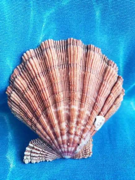 Shell concha do mar cod 05