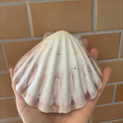 Shell Concha do Mar Cod 2