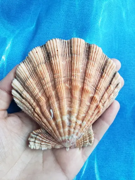 Shell concha do mar cod 03