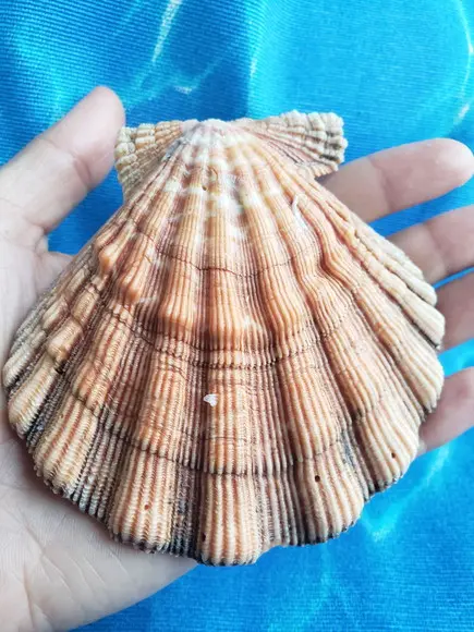 Shell concha do mar cod 03