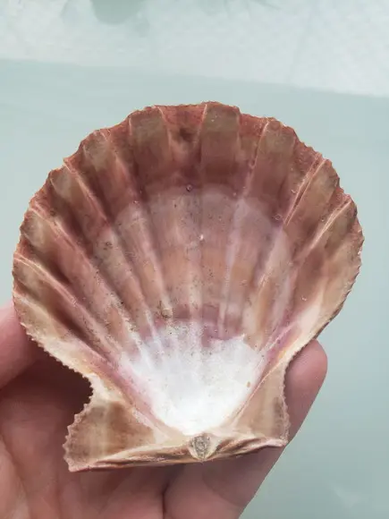 Shell concha do mar cod 21