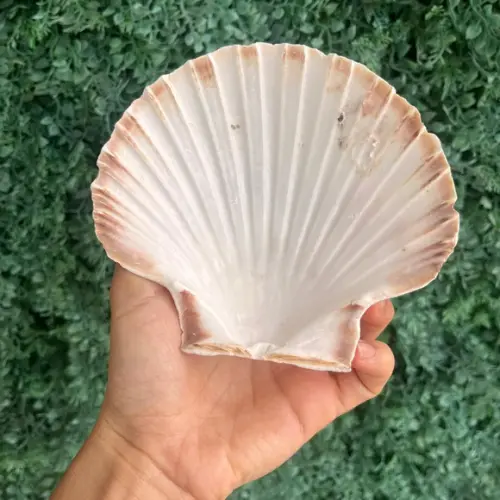 Shell Concha do Mar Cod 13