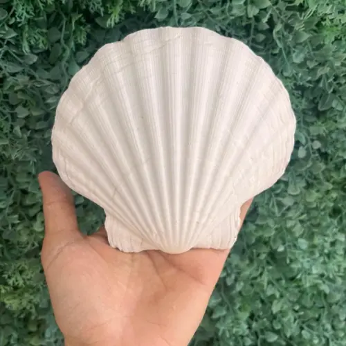 Shell Concha do Mar Cod 10
