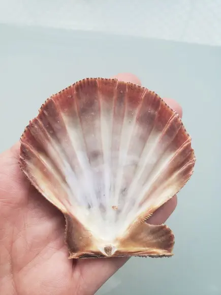 Shell concha do mar cod 22