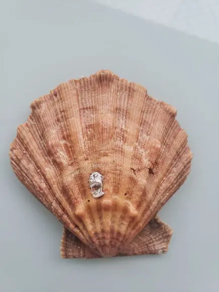Shell concha do mar cod 26