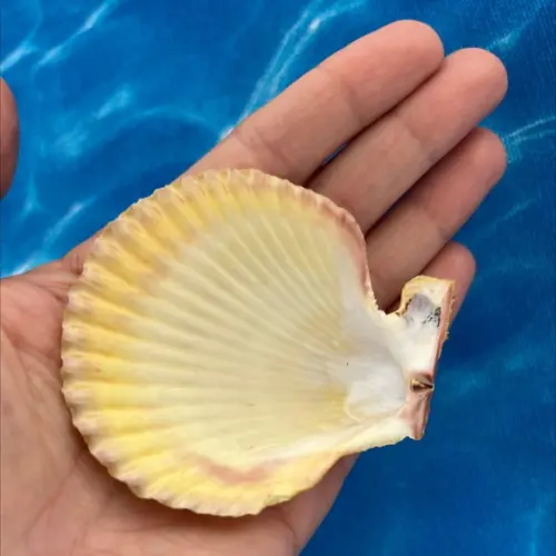Shell concha do mar cod 23