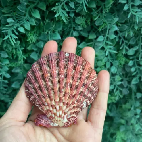 Shell Concha Do Mar Cod 25