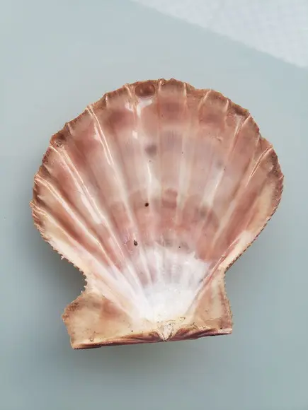 Shell concha do mar cod 26