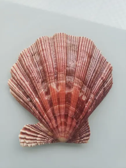 Shell concha do mar cod 22