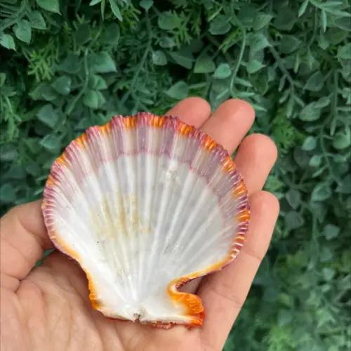 Shell Concha Do Mar Cod 25