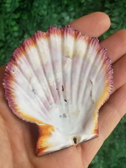Shell Concha Do Mar Cod 26