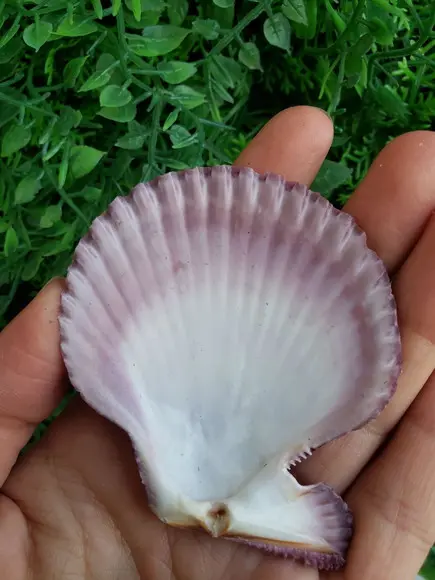Shell concha do mar cod 31