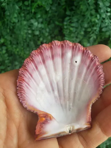 Shell Concha Do Mar Cod 28