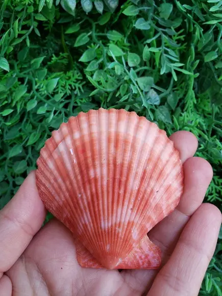 Shell concha do mar cod 30
