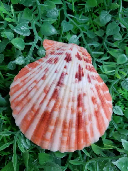 Shell Concha do Mar Cod 32