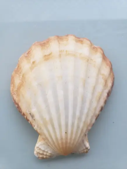 Shell concha do mar cod 50