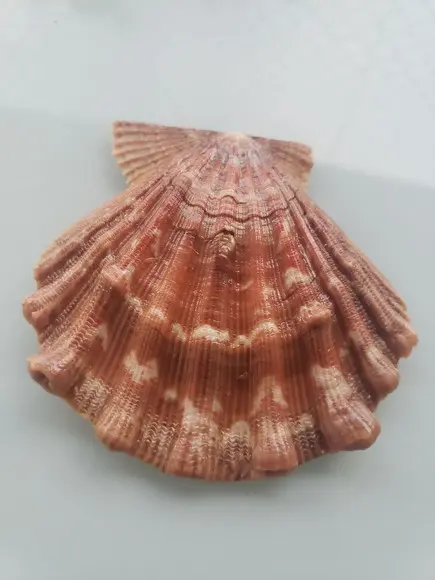 Shell concha do mar cod 27