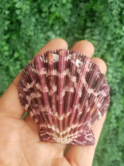 Shell Concha Do Mar Cod 28