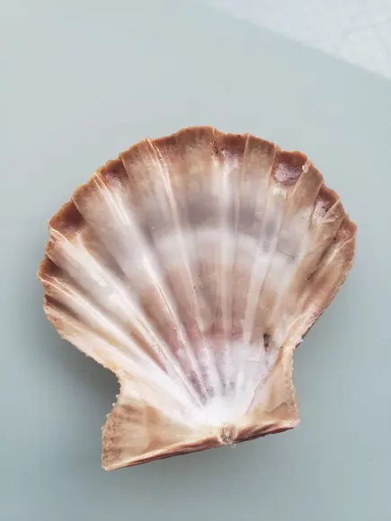 Shell concha do mar cod 27