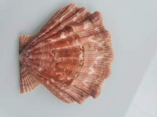 Shell concha do mar cod 27
