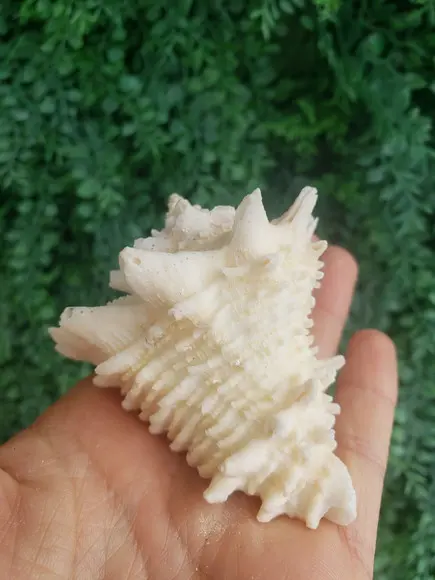 Shell Concha Do Mar Cod 52
