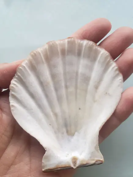 Shell concha do mar cod 52