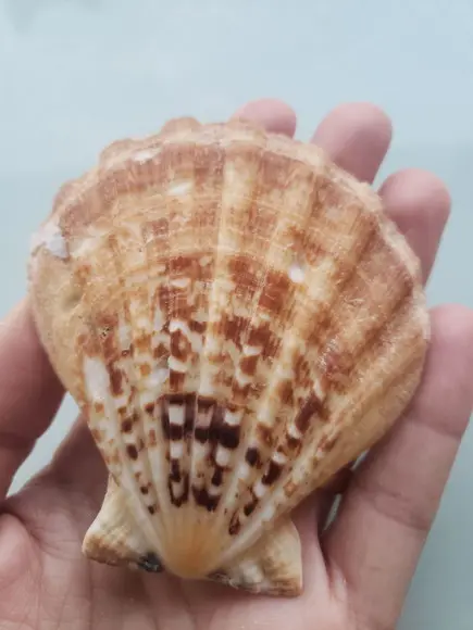 Shell concha do mar cod 52