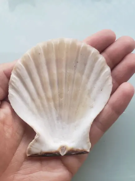 Shell concha do mar cod 51