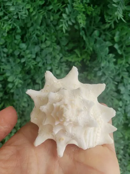 Shell Concha Do Mar Cod 52
