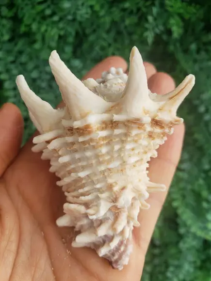 Shell Concha Do Mar Cod 50