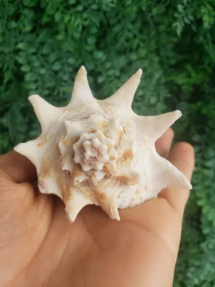 Shell Concha Do Mar Cod 50