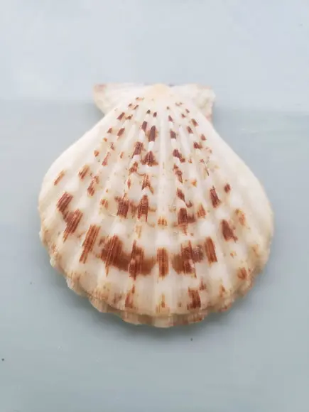 Shell concha do mar cod 51