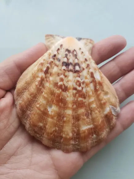 Shell concha do mar cod 52
