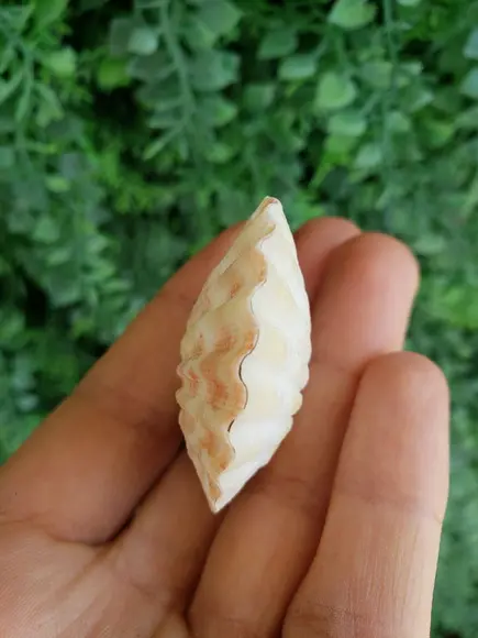 Shell Concha Do Mar Cod 530