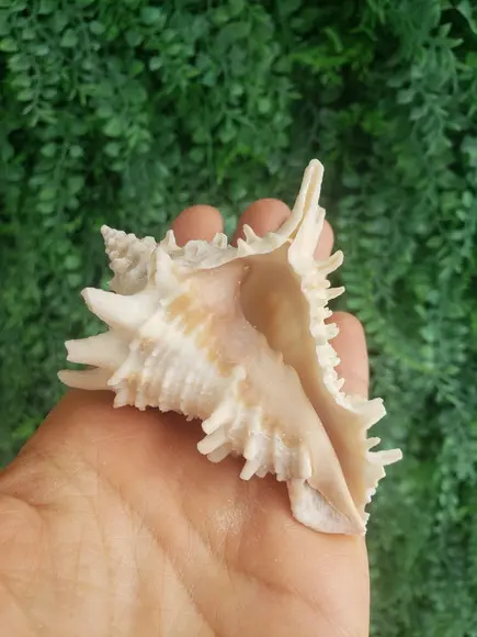 Shell Concha Do Mar Cod 53