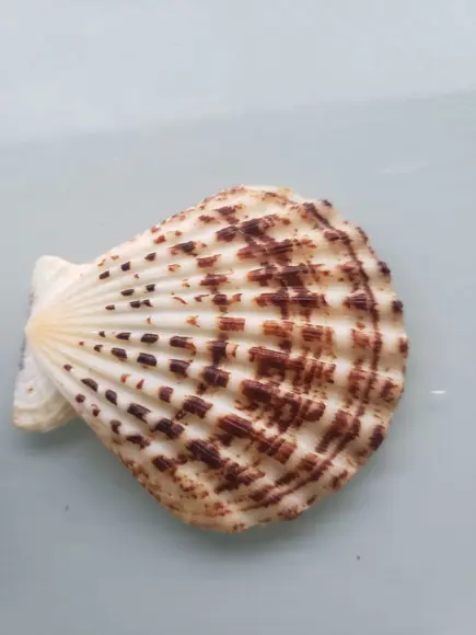 Shell concha do mar cod 55