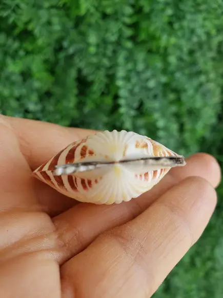 Shell Concha Do Mar Cod 530
