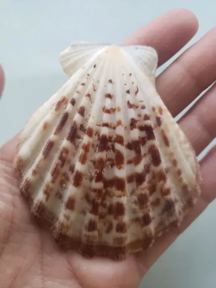 Shell concha do mar cod 54