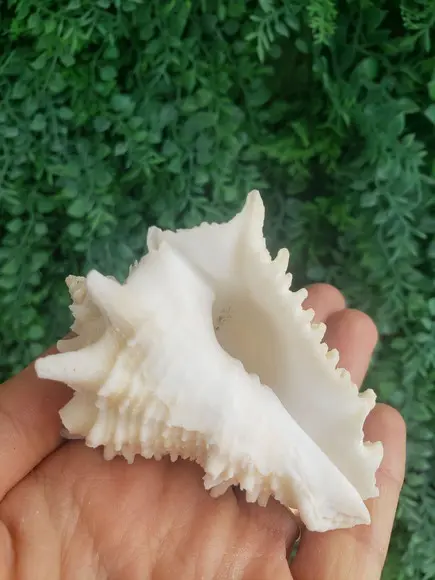 Shell Concha Do Mar Cod 52