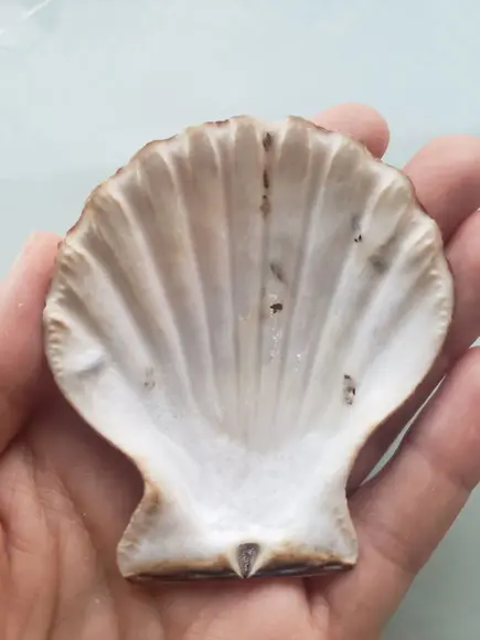 Shell concha do mar cod 53