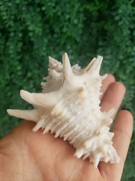 Shell Concha Do Mar Cod 53