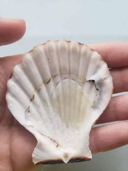 Shell concha do mar cod 55