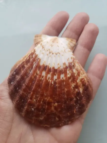 Shell concha do mar cod 53